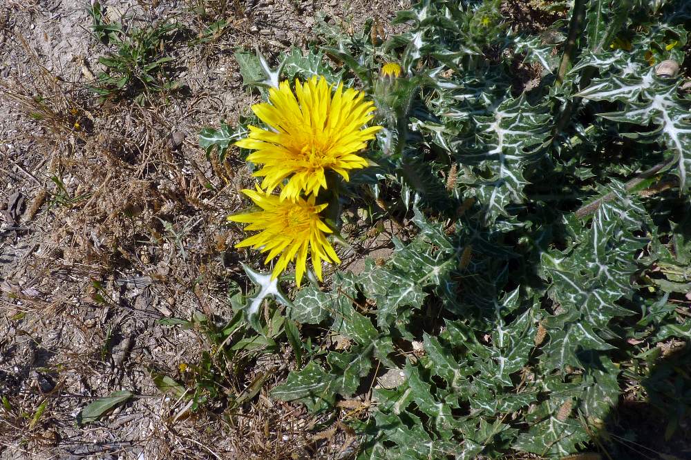 Scolymus grandiflorus / Cardogna maggiore